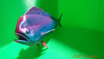 Рыба махи-махи/дорадо (Coryphaena hippurus)... 4