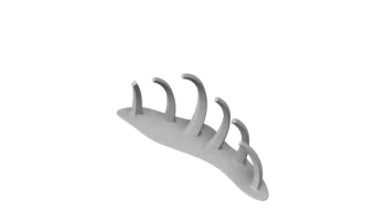 Rib Cage 3