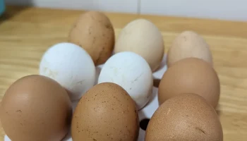 Яичный лоток, 9 яиц.