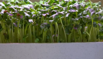 Smart Sprouts/зеленая система выращивания в помещении 2