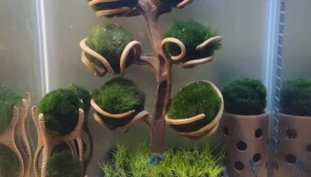 MARIMO TREE для моховых шариков (креветочное дерево) + по...