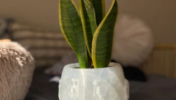 Face Vase