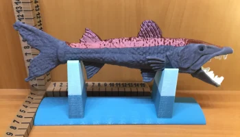 Barracuda 9