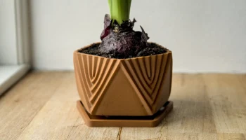 Pot 24 1
