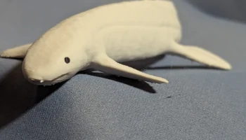 Австралийская двоякодышащая рыба (Neoceratodus forsteri) 1