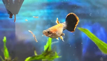 Диффузор для воды в аквариуме