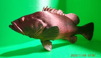 Темный морской окунь (Epinephelus Marginatus)... 2