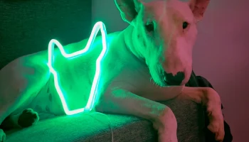 Неоновый свет для бультерьера 1
