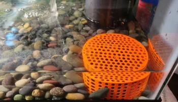 Крышка водонагревателя для аквариума/палюдариума Крышка водонагревателя для аквариума/палюдариума