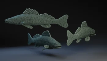 Walleye