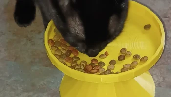 новое и улучшенное блюдо для кошачьего корма
