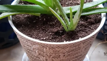 Горшок с воздушной сеткой Fancy Tulips 2