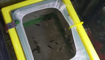 Поплавковая сетка для аквариумных заводчиков...