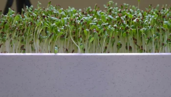Smart Sprouts/зеленая система выращивания в помещении 1