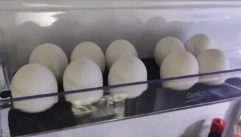 Пазл Eggtray 4 и 6 яиц 1