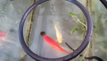 Кормовое кольцо для аквариума 1