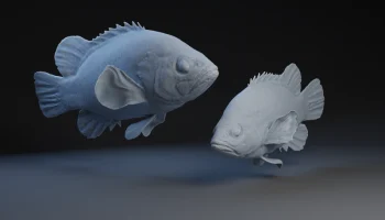 Perch Perch