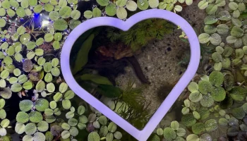 Кольцо с плавающим растением в форме сердца