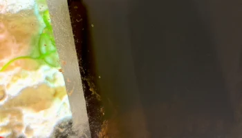 Очиститель помета для аквариумного фильтра Juwel Bioflow.... 3