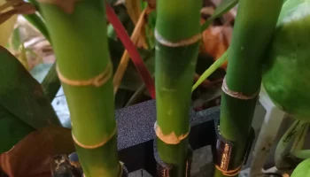 Счастливый бамбуковый держатель для аквариума.... 4