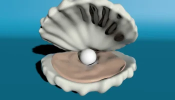 Shell 2