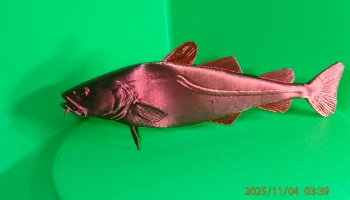 Тихоокеанская треска (Gadus macrocephalus)... 3