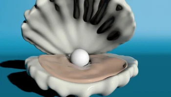 Shell