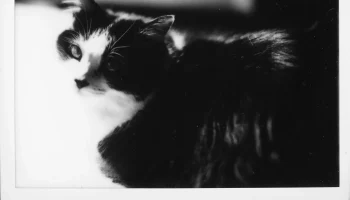 Lomograflok Instax Модифицированная задняя прокладка фоку... 2