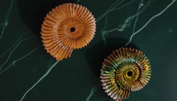 Tmetoceras scissum аммонит