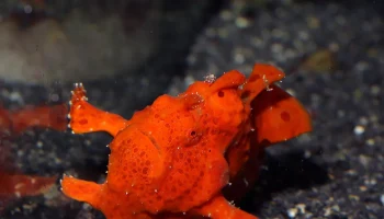 Frogfish 6