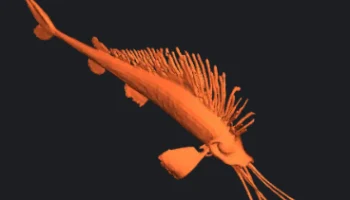 Oarfish