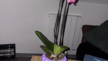 Bubble Vase - Современная текстурированная ваза...