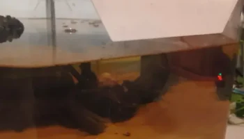 Крышки отверстий доступа для журнального столика Claire ... 2