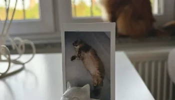 Держатель для фотографий зевающего кота......