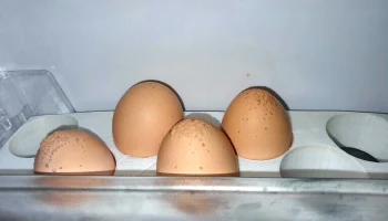 Держатель для яиц на холодильник 1