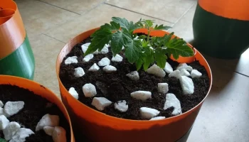 Самополивной горшок для режима вазы... 3