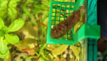 Кормушка для замороженных кормов для рыбы... 1