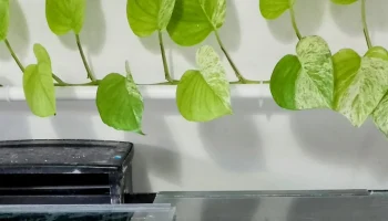 Тренер для аквариумных лоз 1