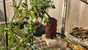 Ремикс контейнера для бонсай Tetrahex Cascade Bonsai!... 0