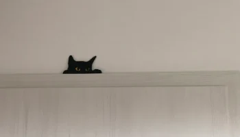 Кот в засаде (улучшенный) 1
