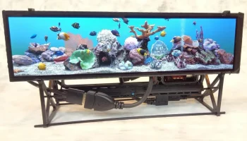 The Rockpiquarium 3