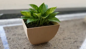 Square Planter with Curved Sides