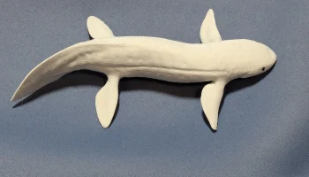 Австралийская двоякодышащая рыба (Neoceratodus forsteri)