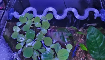 Волнистая плавающая защита для растений Fluval Spec