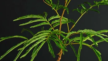 Корзина для удобрений с крышкой 1