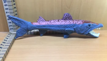 Barracuda 6