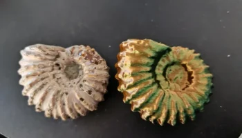 Скан Douvilleiceras gr. mammillatum (аммонит мелового пер...