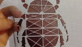 Жук 1