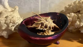 Мыльница из ракушек морского ушка/миска из ракушек Пауа 2
