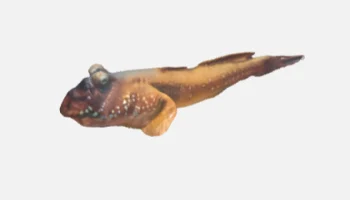mudskipper mudskipper